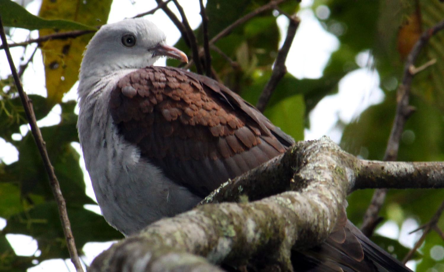 Mountain Imperial Pigeon