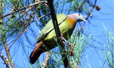 Pink Necked Green Pigeon