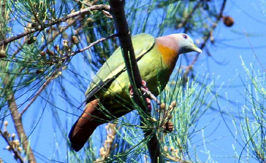 Pink Necked Green Pigeon