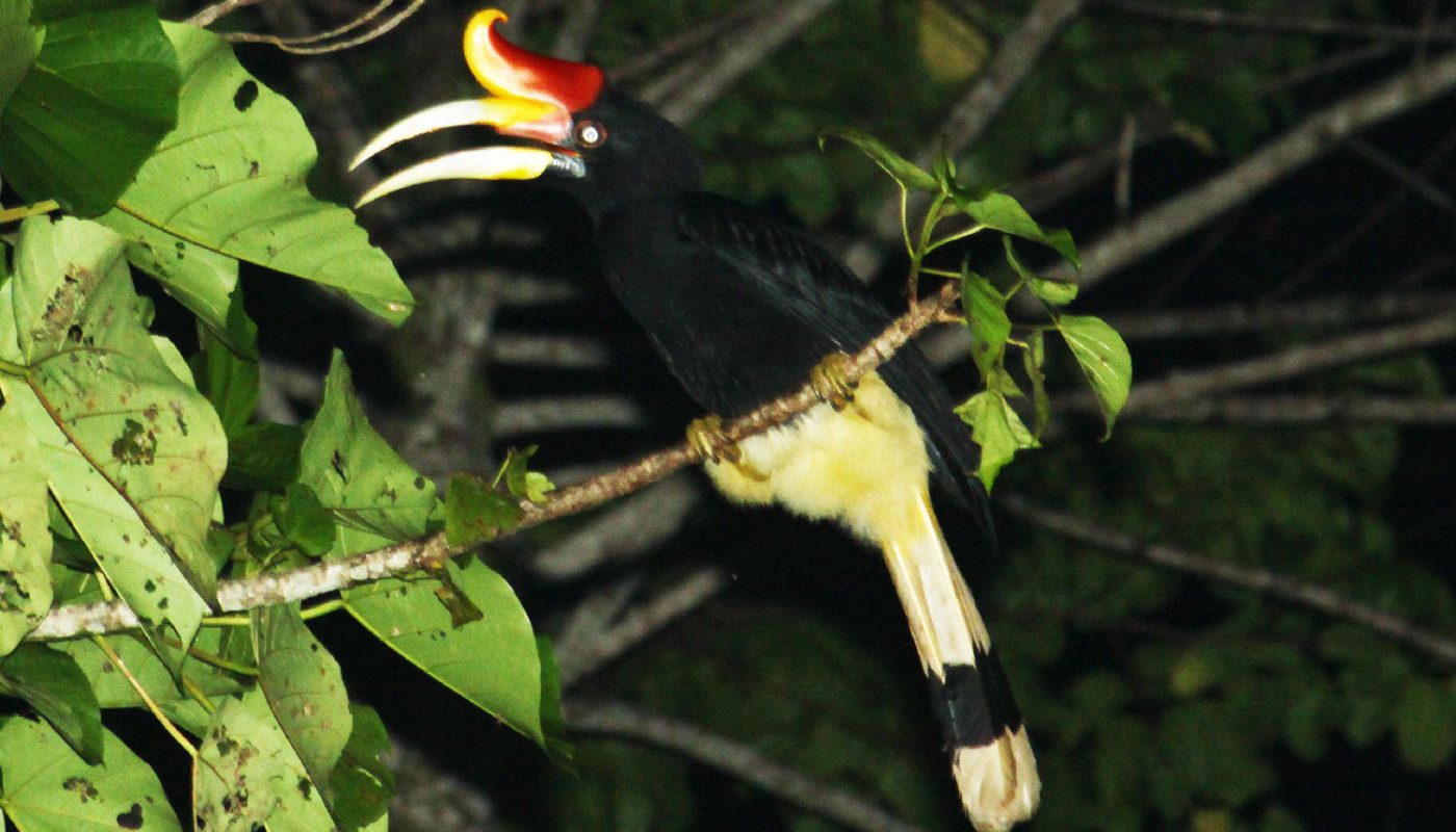 Rhinoceros Hornbill