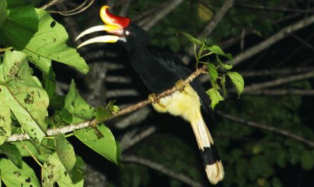 Rhinoceros Hornbill