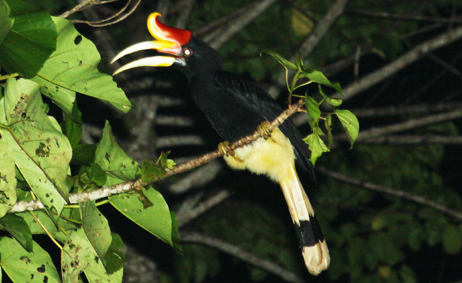 Rhinoceros Hornbill