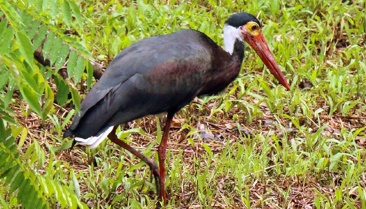 Storm's Stork