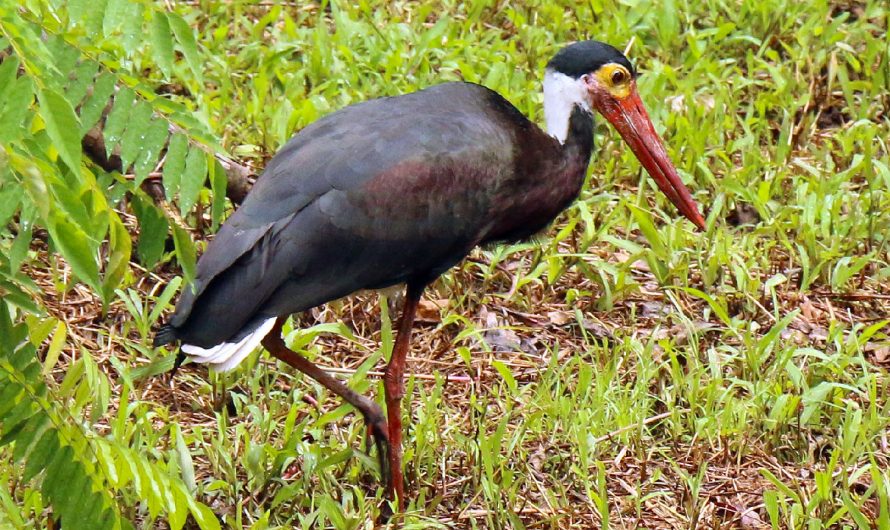 Birds of Sabah (S-V)