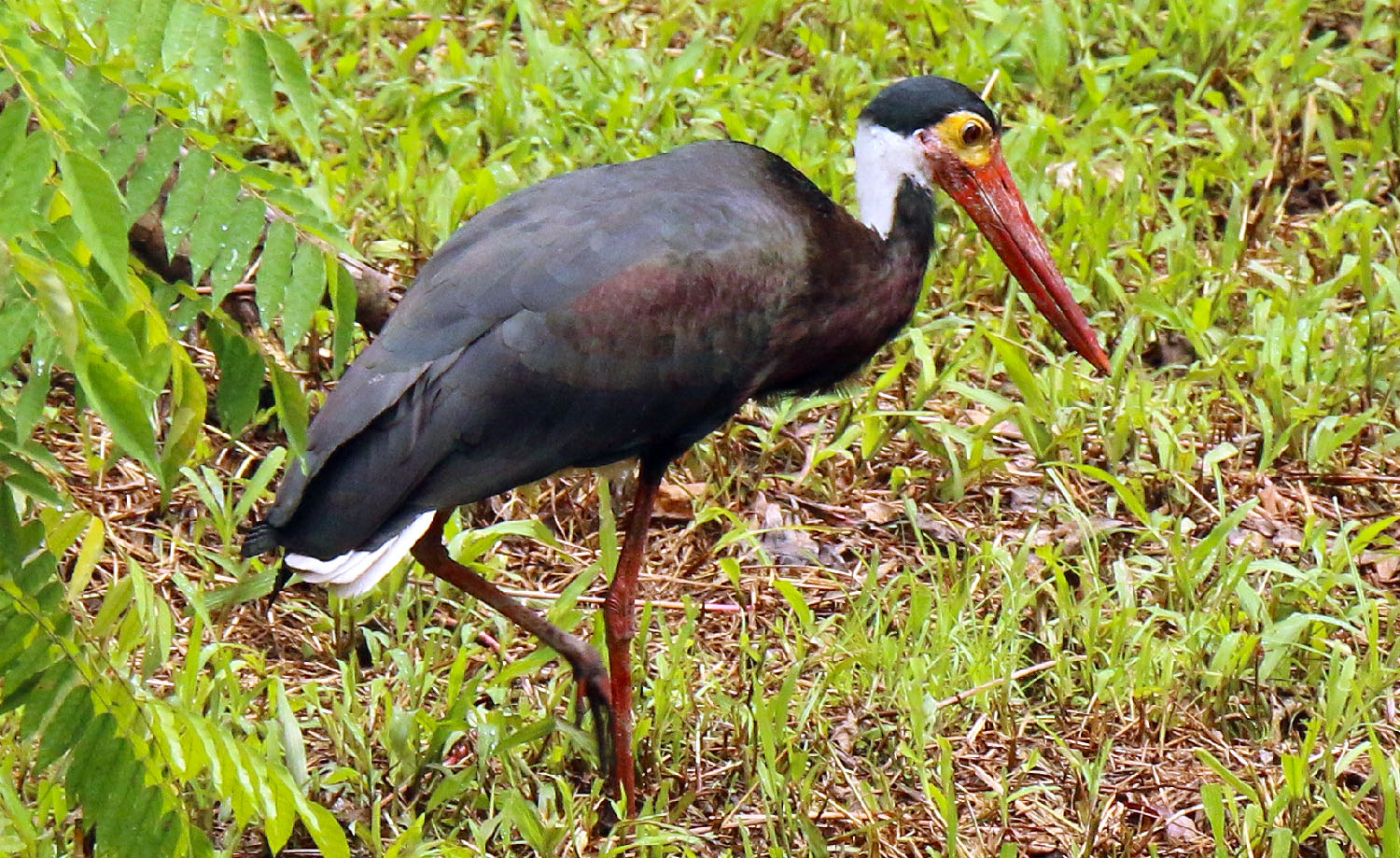 Storm's Stork