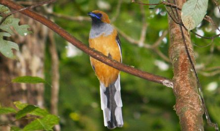 Whitehead's Trogon