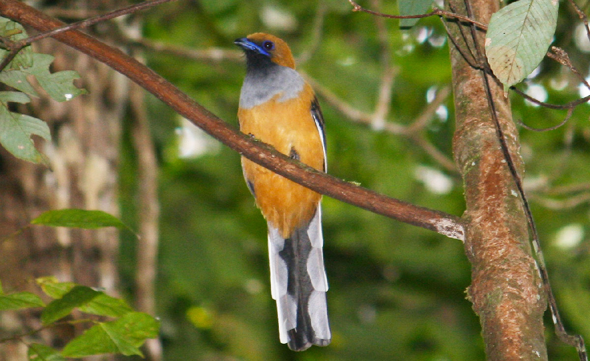 Whitehead's Trogon