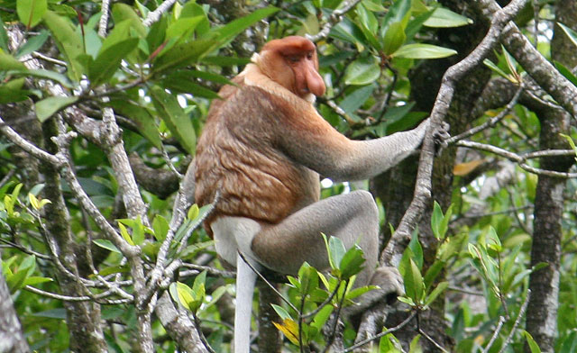 Proboscis monkey