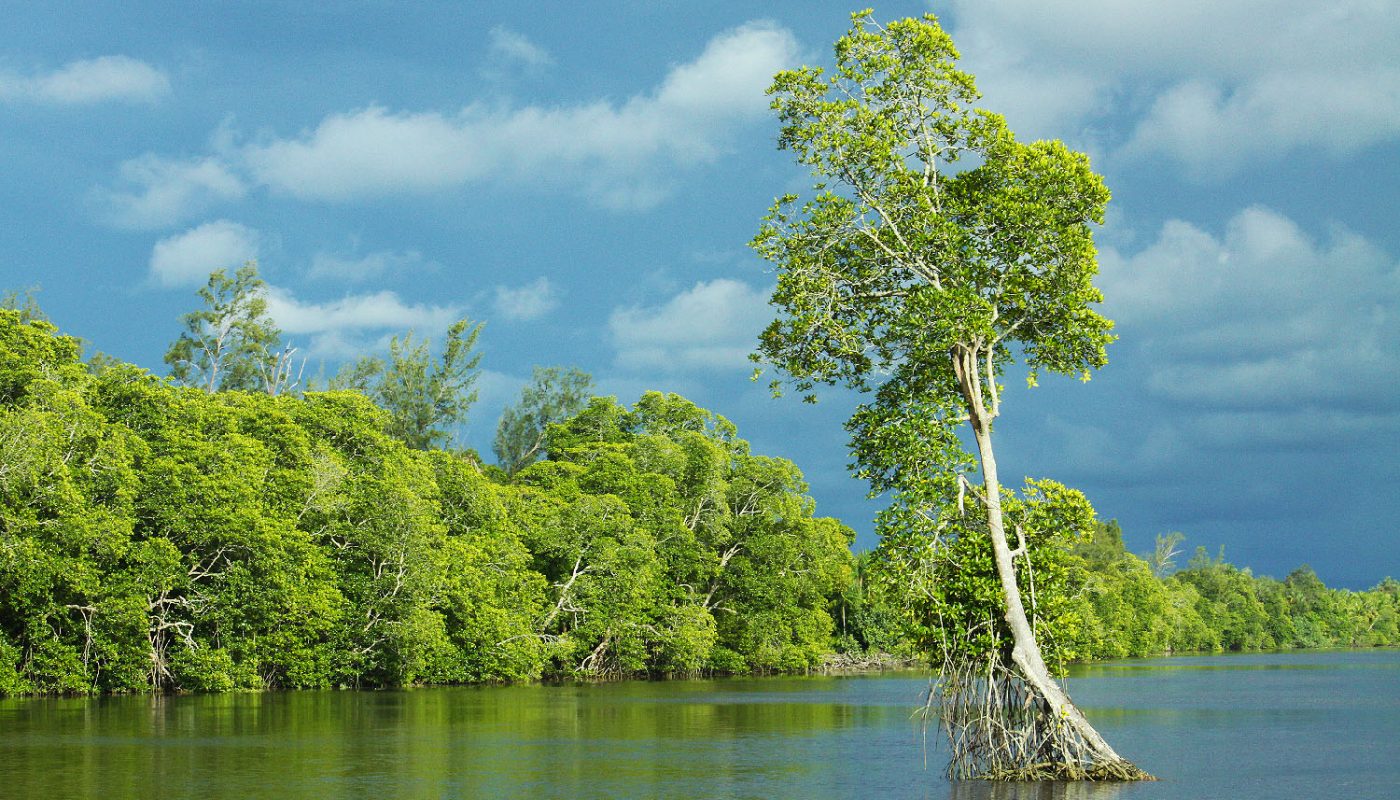 Mangrove forest of Membakut