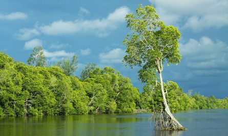 Mangrove forest of Membakut