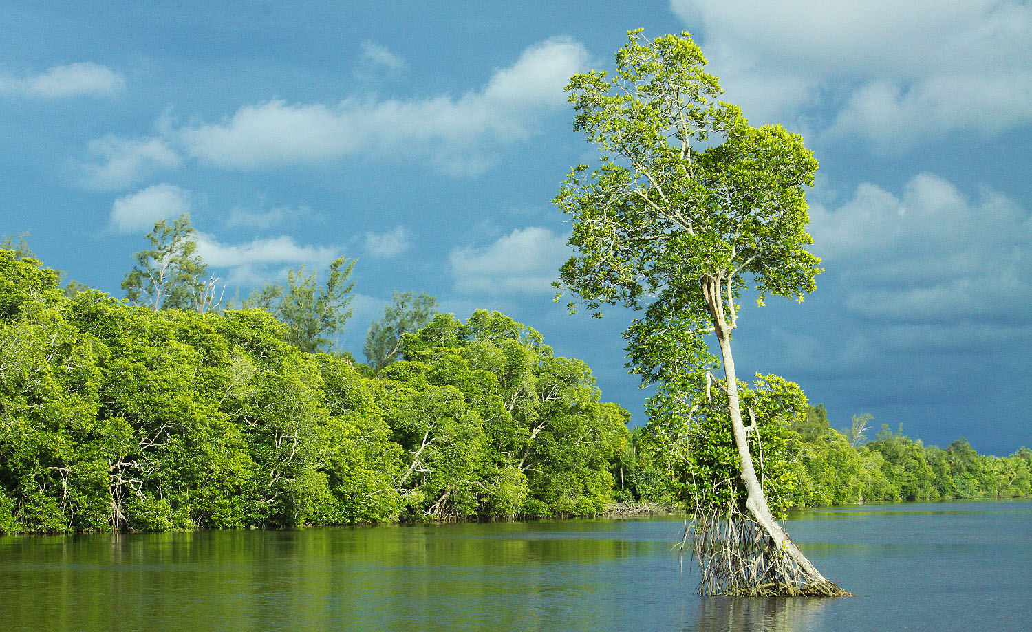 Mangrove forest of Membakut