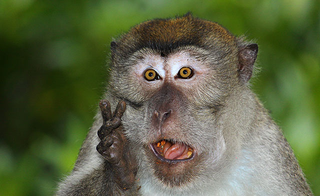 crab-eating monkey