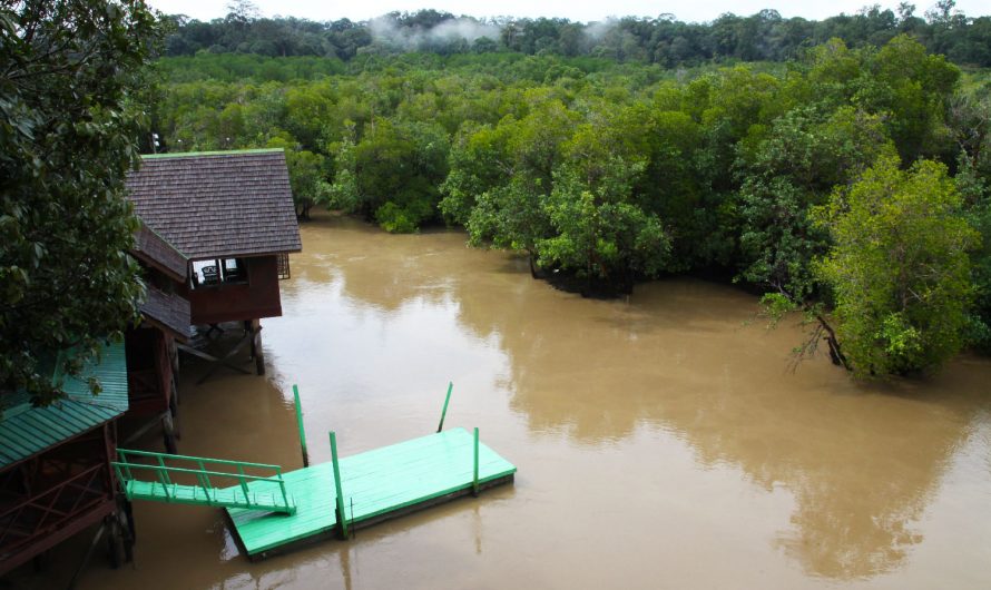 Sepilok Rainforest to Mangrove (part 1 of 4)