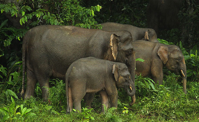 Trip to Kinabatangan, best wildlife sanctuary of Sabah