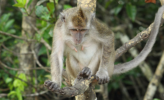 Monkey in Semporna