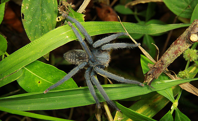 Malayan Tiger Spider