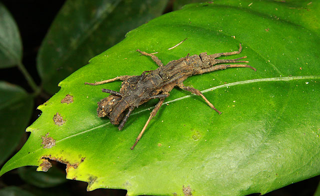 Stick insect