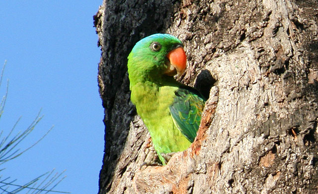 Birdwatching in Sabah