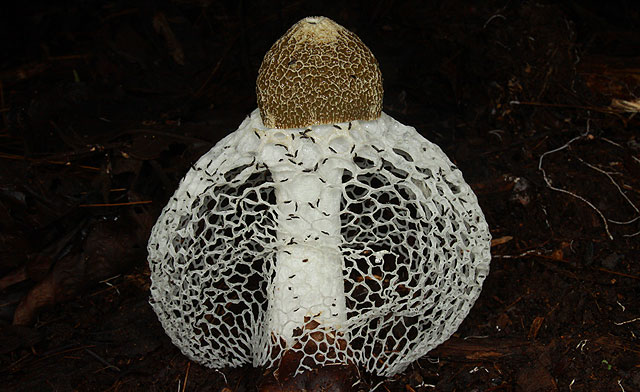 Bridal Veil Stinkhorn