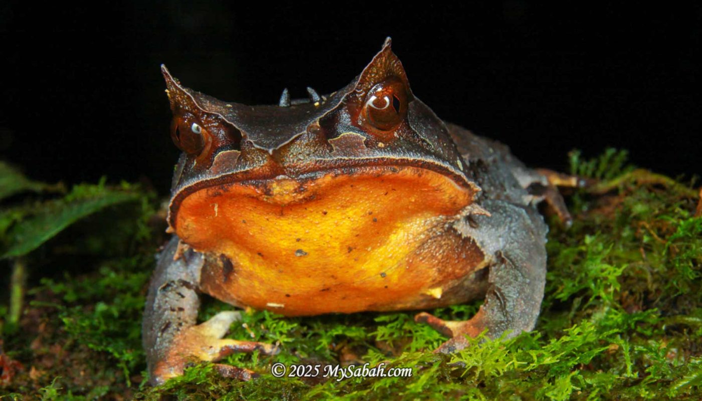 Long-nosed horned frog (Pelobatrachus nasutus)
