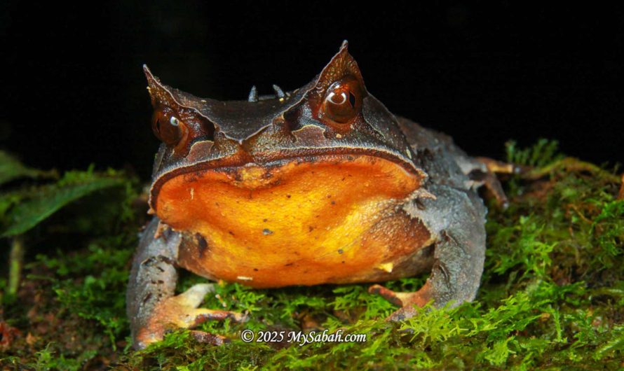 Horned Frogs of Sabah, Borneo