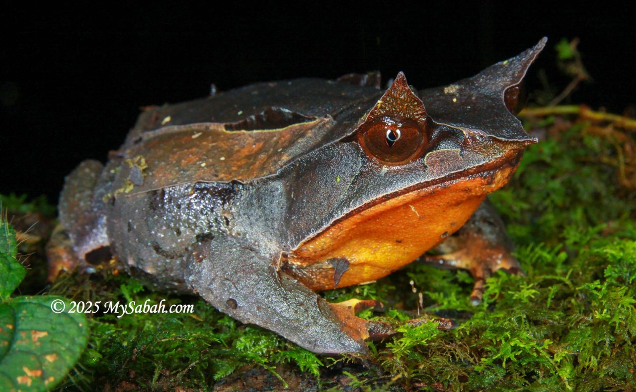 The long-nosed horned frog (Pelobatrachus nasutus), also known as the Malayan horned frog or Malayan leaf frog