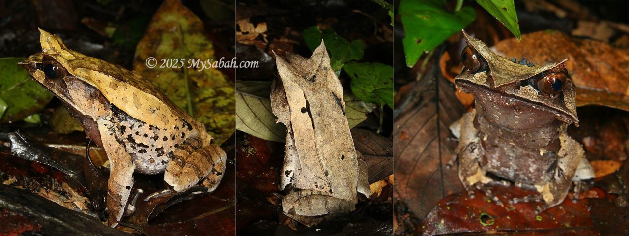 Malayan horned frog on the forest ground