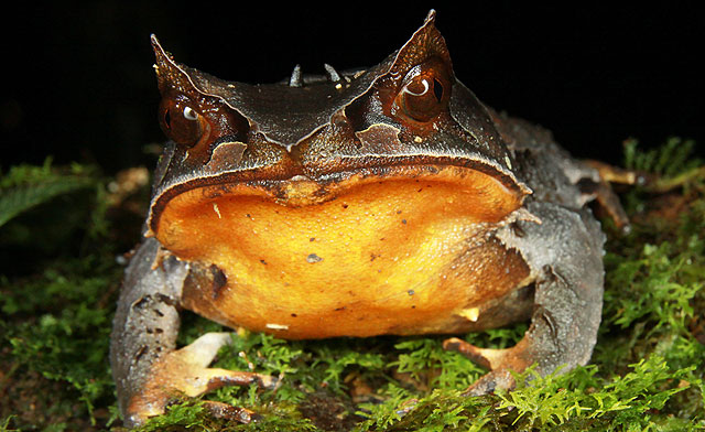 Bornean Horned Frog