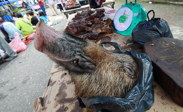 Game Meats (Bushmeat) of Sabah