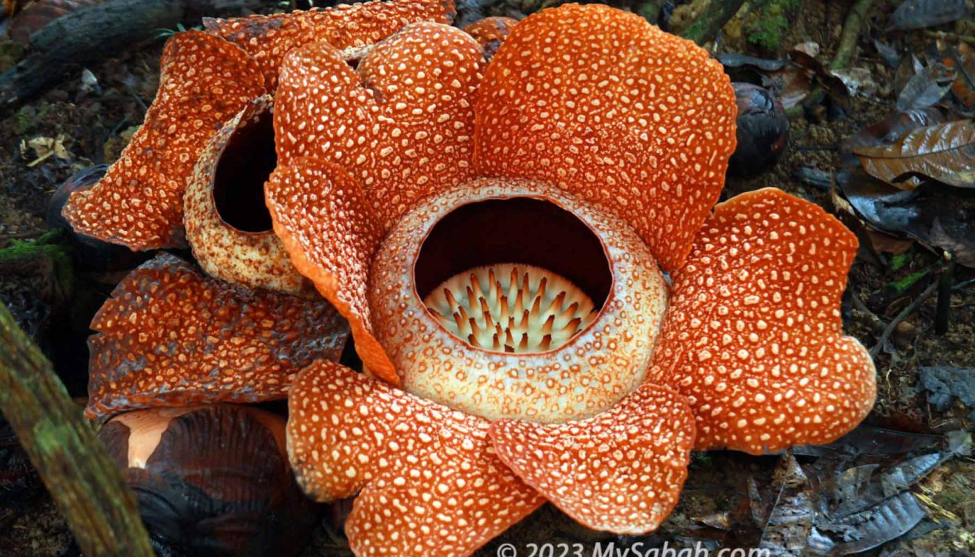 Blooming flowers of Rafflesia keithii