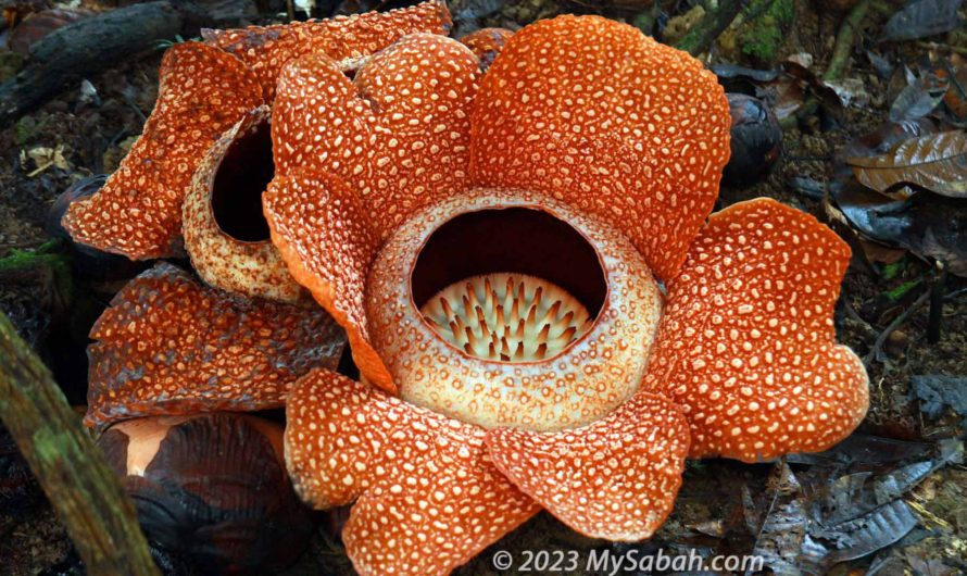 Blooming Rafflesia, biggest flower in the world!