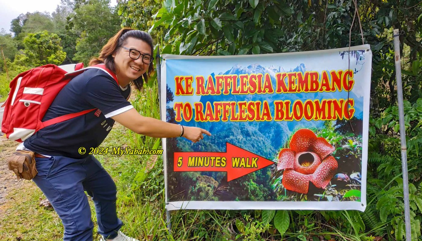 Sighting of blooming rafflesia flower