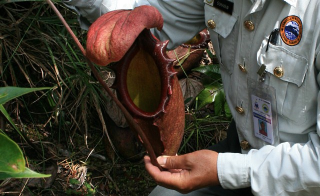 An Interview with Pitcher Plant