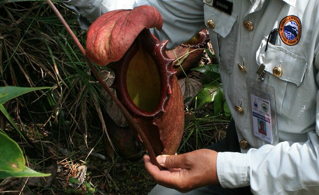 Nepenthes rajah