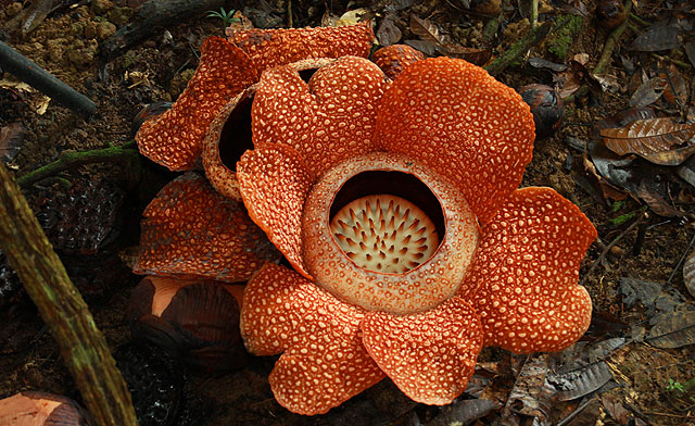Blooming rafflesia