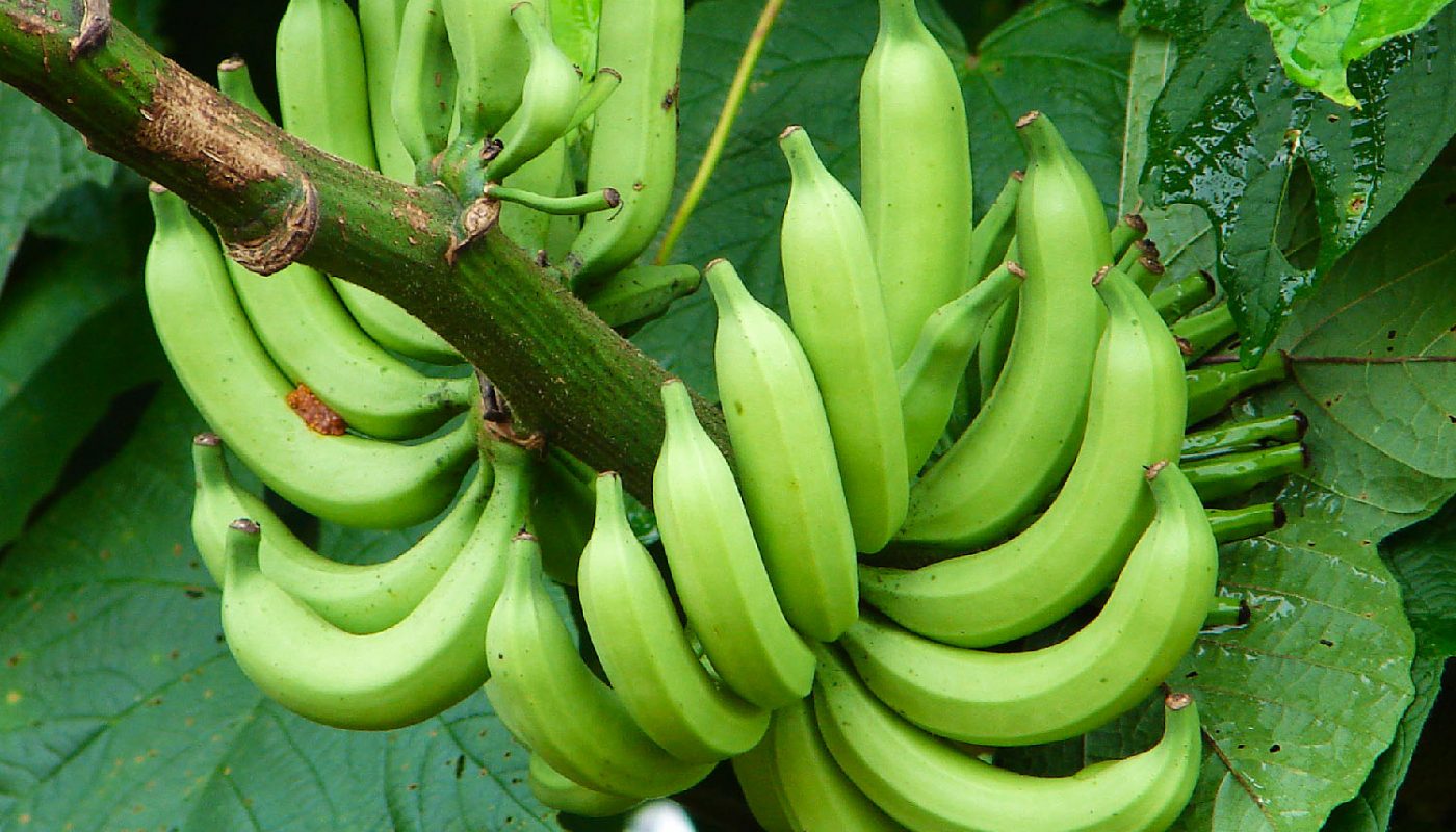 unripe banana