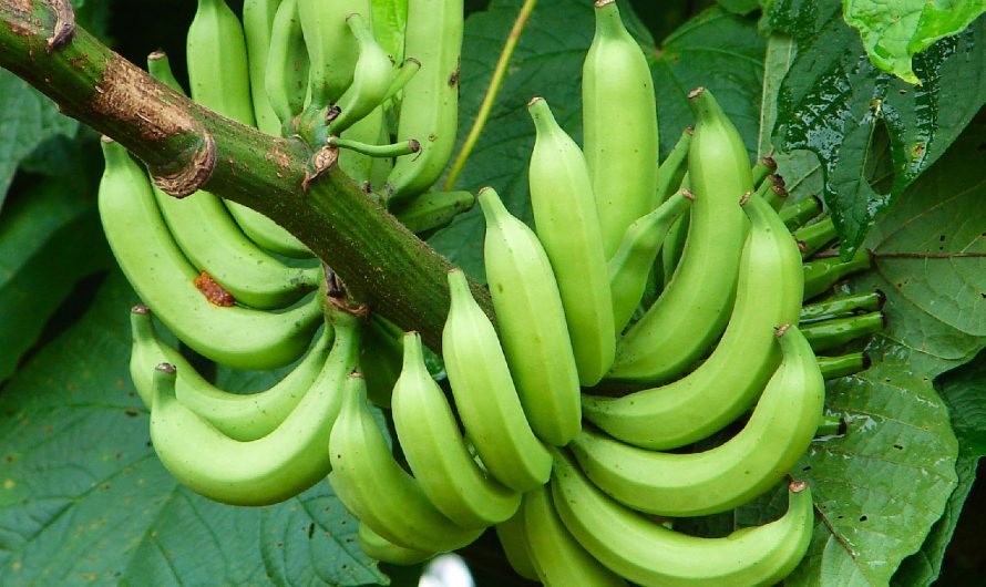 Banana as Vege