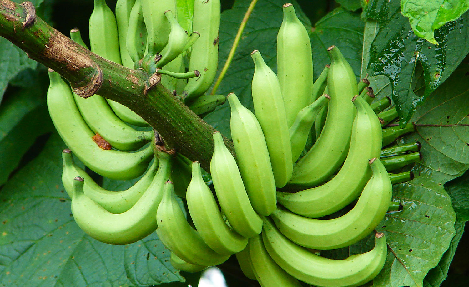 unripe banana