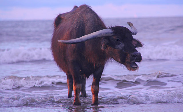 Horny buffalo enjoying sunset bath