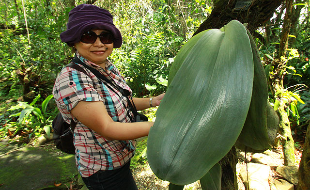 Largest orchid leaf in the world