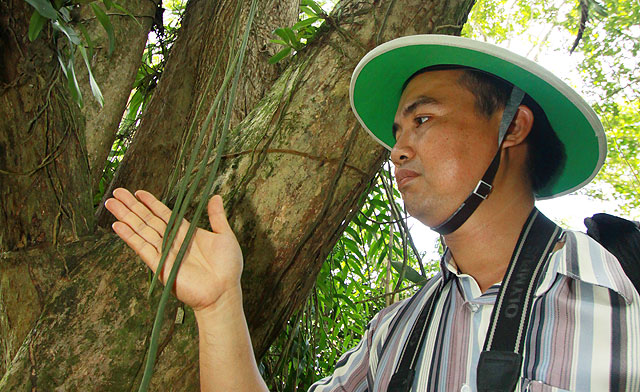 Longest orchid leaf in the world