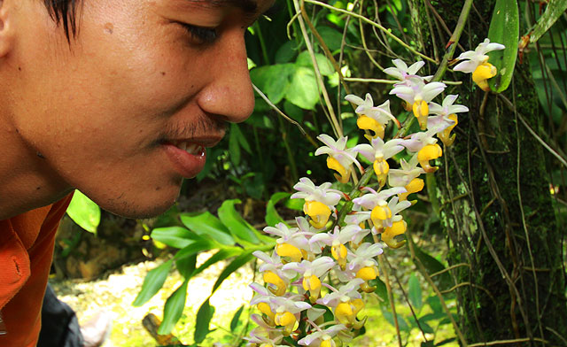 Orchid Gardens of Sabah Agriculture Park