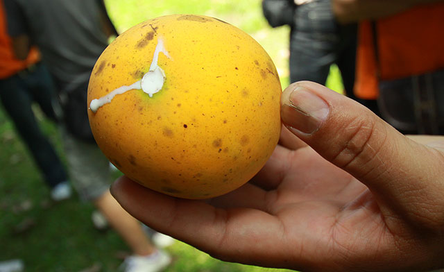 Wild mangosteen of Borneo