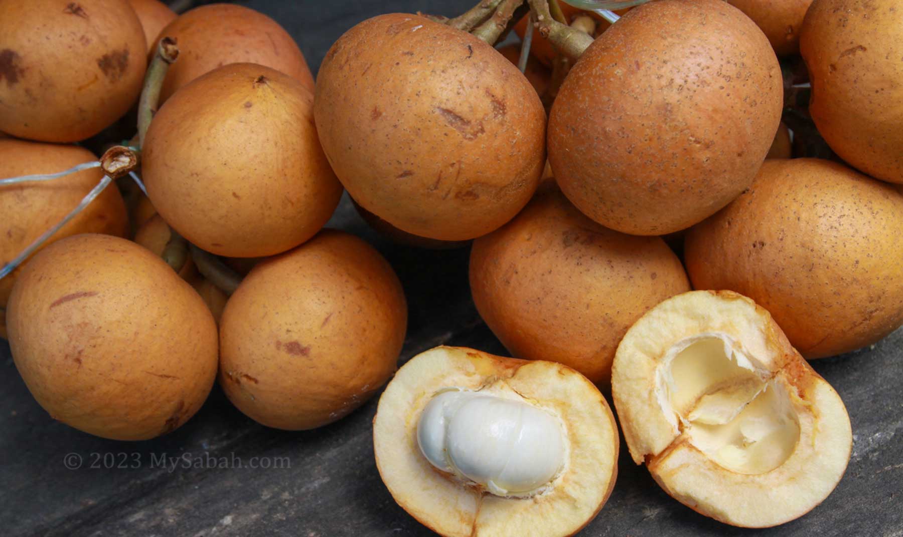 Tampoi / Tampui fruits