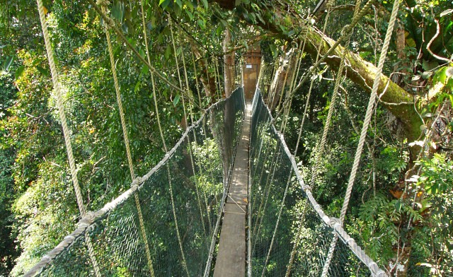 Poring Canopy Walkway, the highest in Sabah