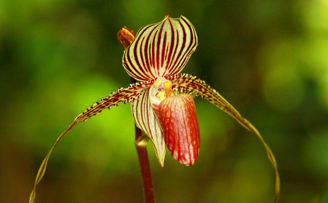 Rothschild's Slipper Orchid