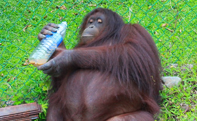 Jackie, orangutan who owns a house