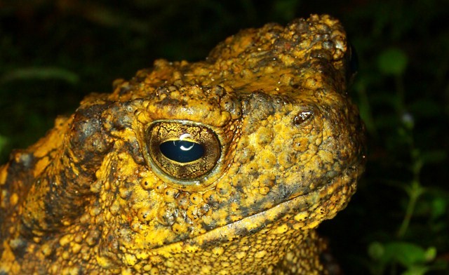 Night walk in Poring rainforest