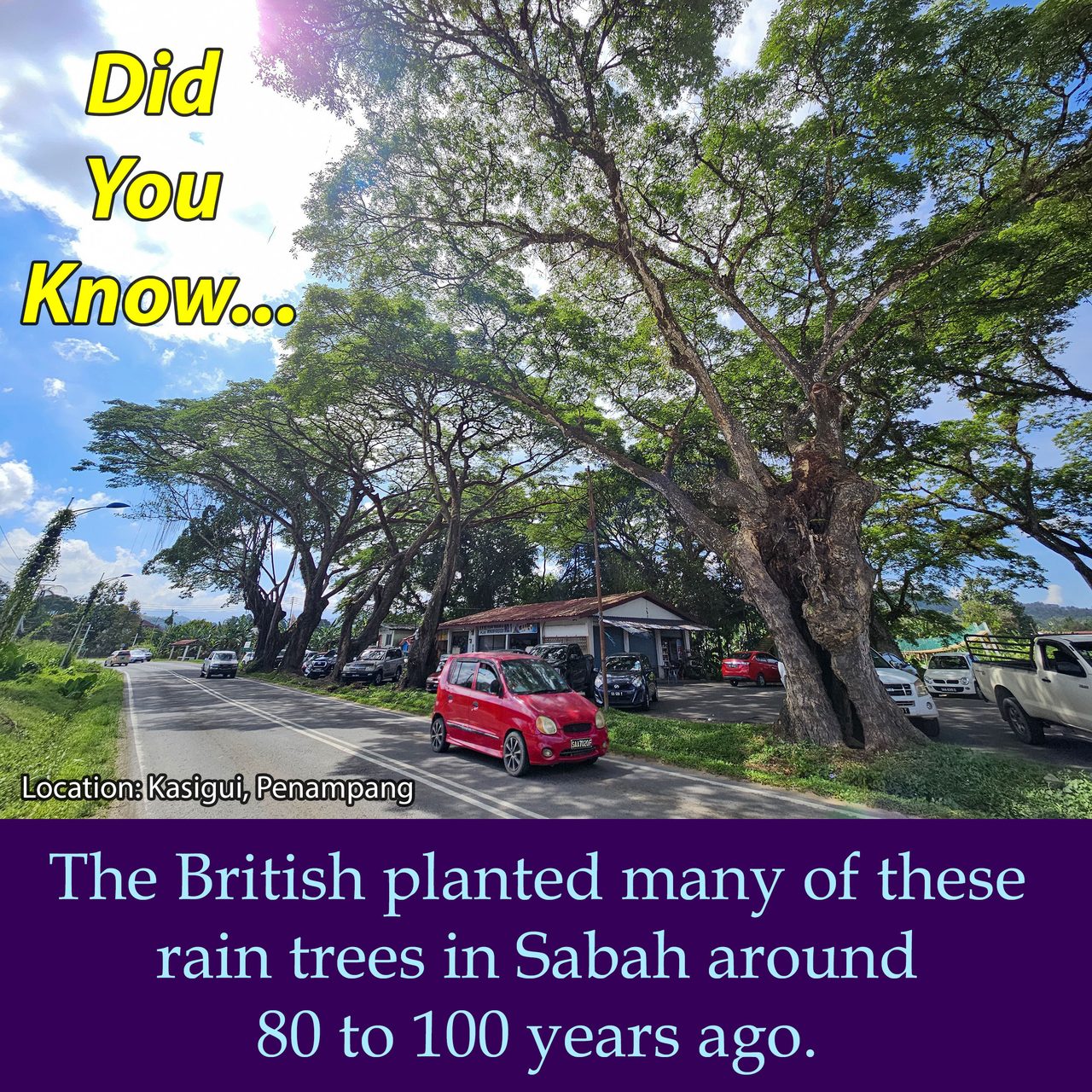 The British planted many of these rain trees in Sabah around 80 to 100 years ago.
