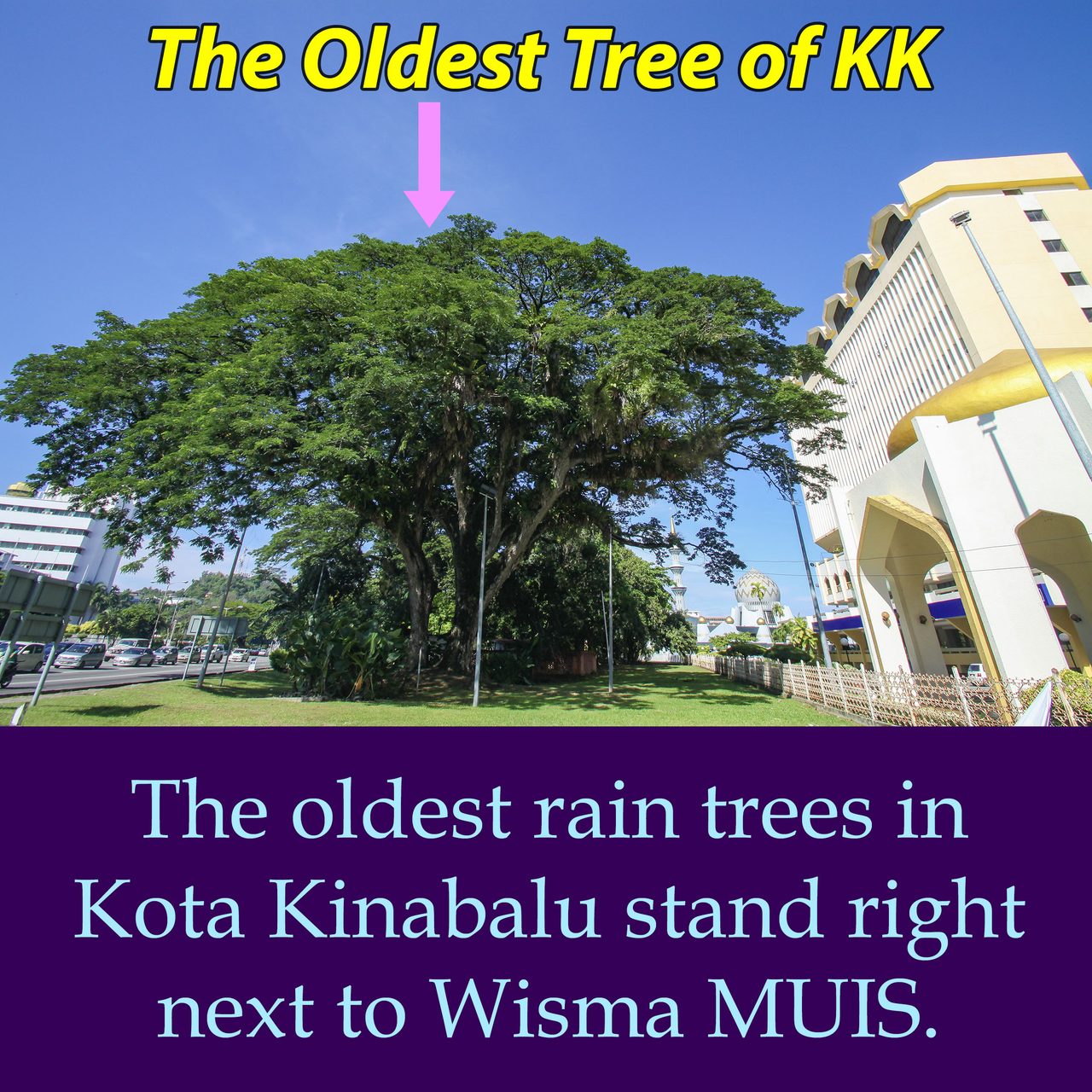 The oldest rain trees in Kota Kinabalu stand right next to Wisma MUIS.
